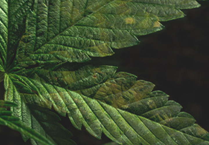 CANNABIS AILMENTS CANNABIS AILMENTS