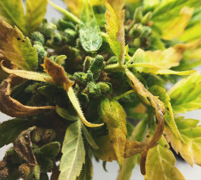 Identifizierung und Behandlung von gewöhnlichen Cannabis-Leiden - RQS Blog