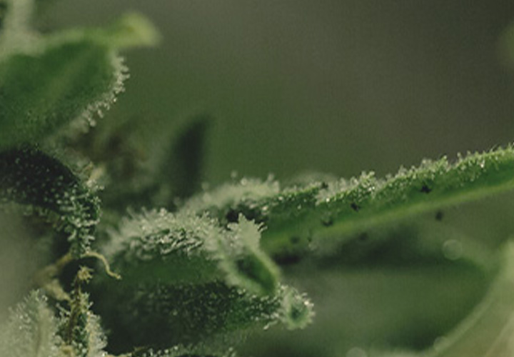 CANNABIS AILMENTS CANNABIS AILMENTS