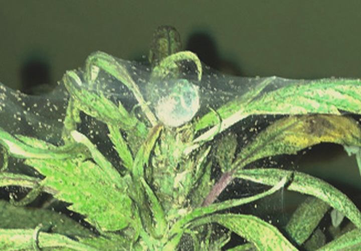 CANNABIS AILMENTS CANNABIS AILMENTS