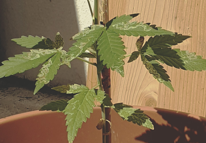 CANNABIS AILMENTS CANNABIS AILMENTS