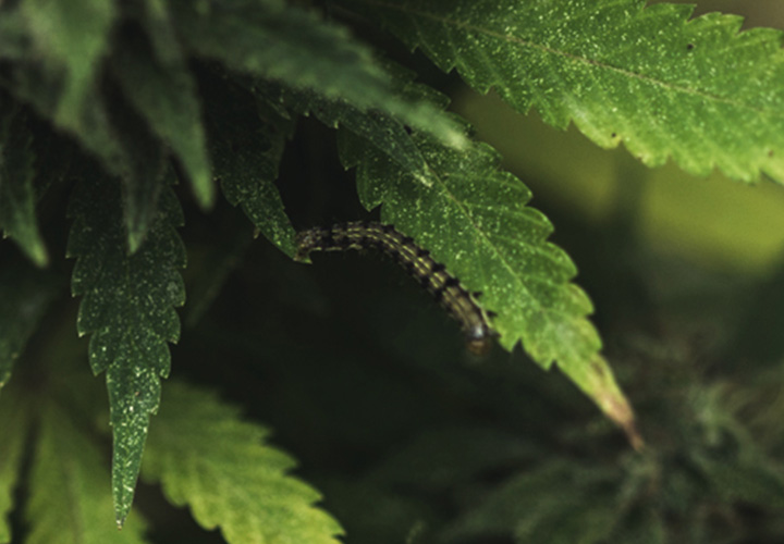 CANNABIS AILMENTS CANNABIS AILMENTS