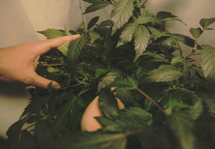 CANNABIS AILMENTS CANNABIS AILMENTS