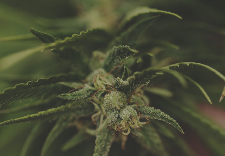 CANNABIS AILMENTS CANNABIS AILMENTS