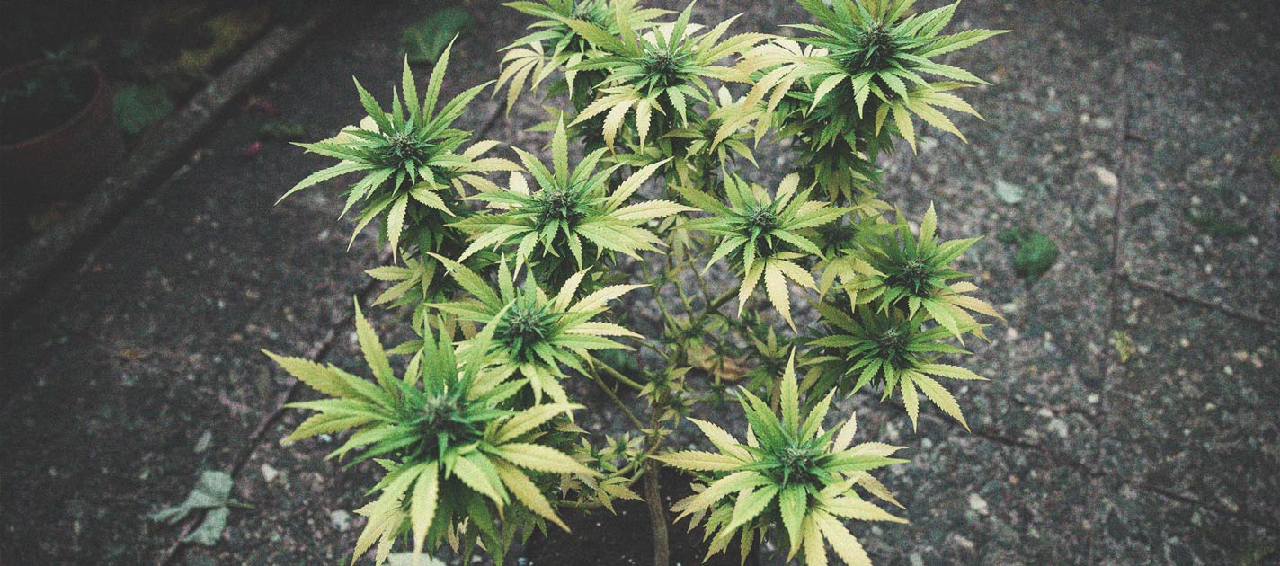 Wie Du Die Bildung Von Popcorn-Buds Auf Deinen Cannabispflanzen Vermeidest