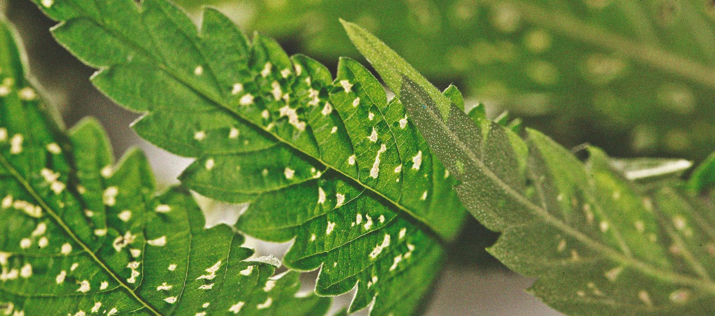 Die Vorteile des Anbaus von Minze in Deinem Cannabisgarten