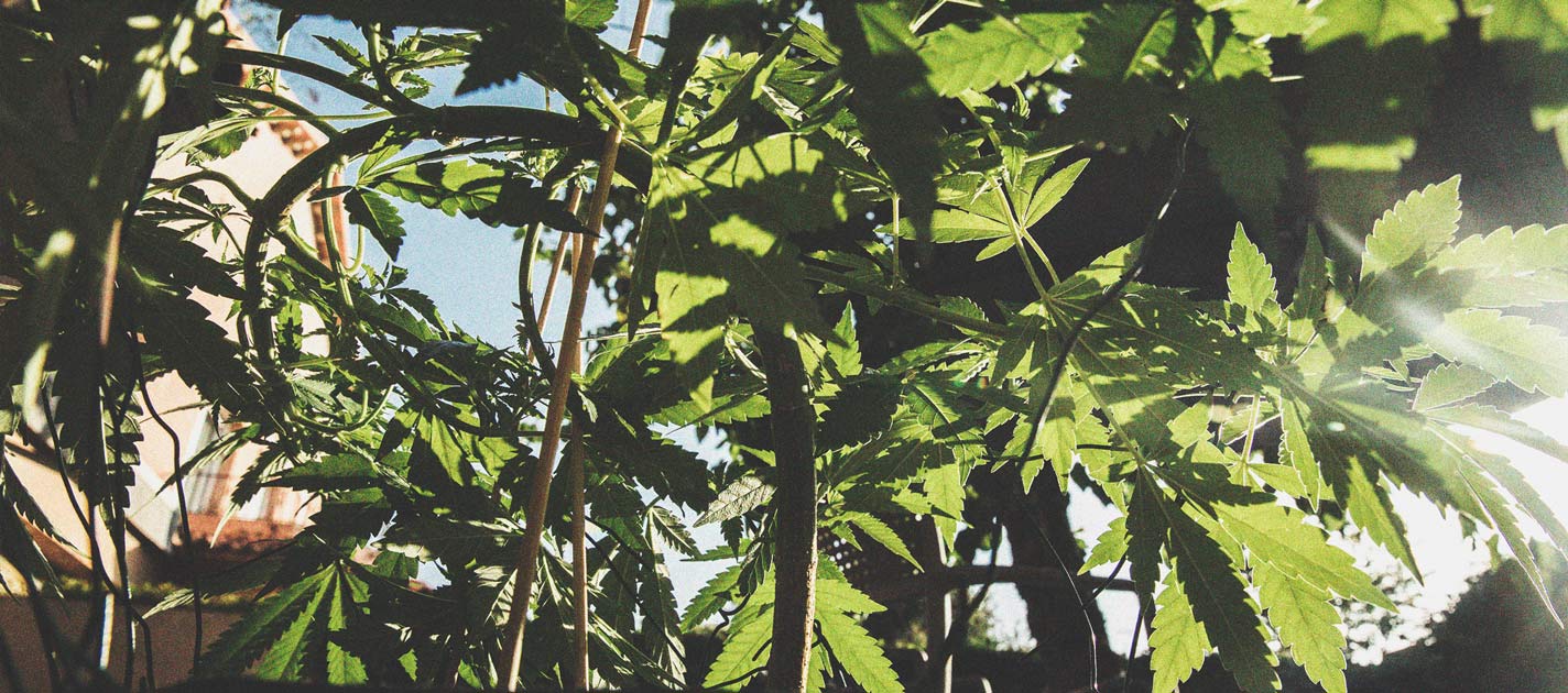 Wie Du mit Low Stress Training bei Cannabis einen höheren Ertrag erzielst Wie Du mit Low Stress Training bei Cannabis einen höheren Ertrag erzielst