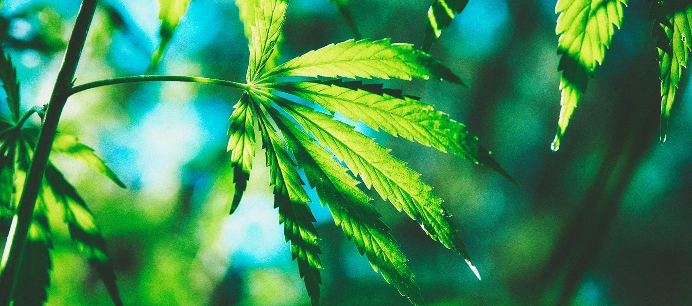 Was ist photoperiodisches Cannabis und wie baut man es im Freien an?