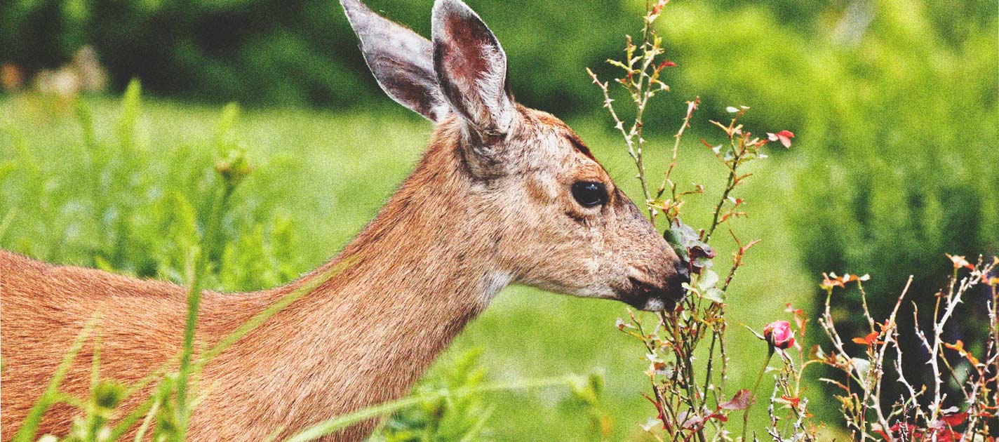 Die Grundlagen des Outdoor-Anbaus (Teil 3)