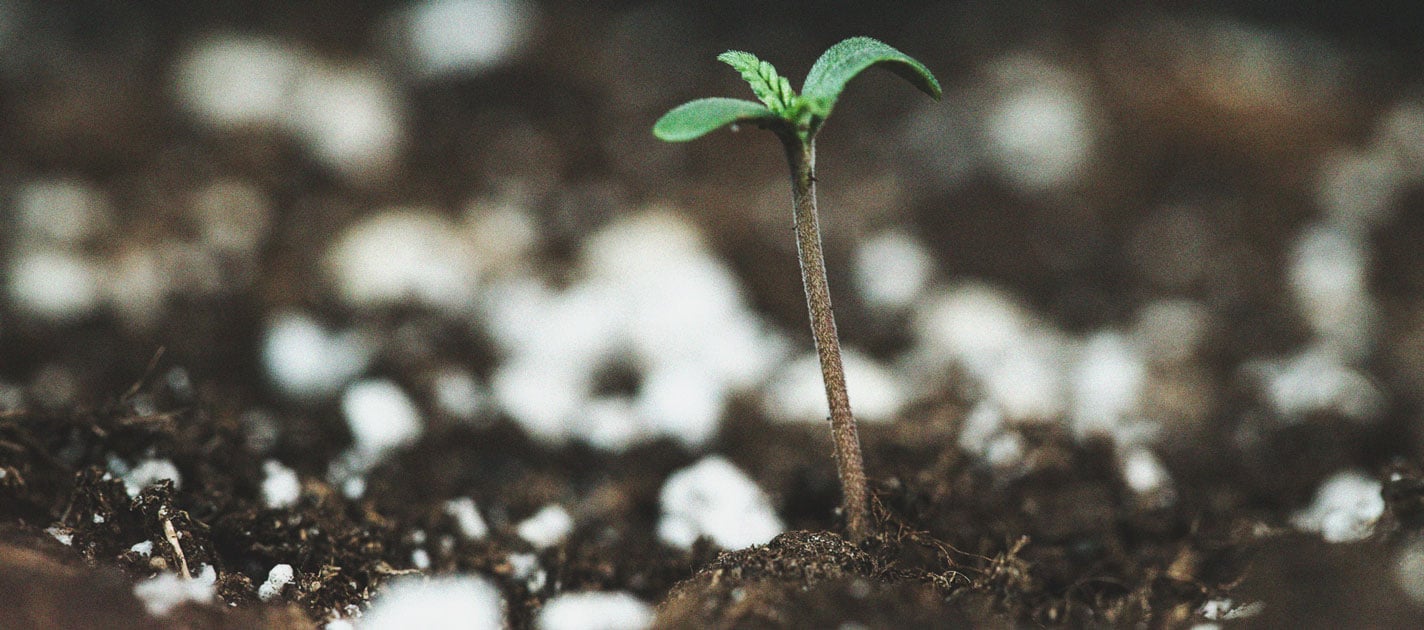 Ein Genauerer Blick Auf Den Zeitlichen Ablauf Des Cannabisanbaus