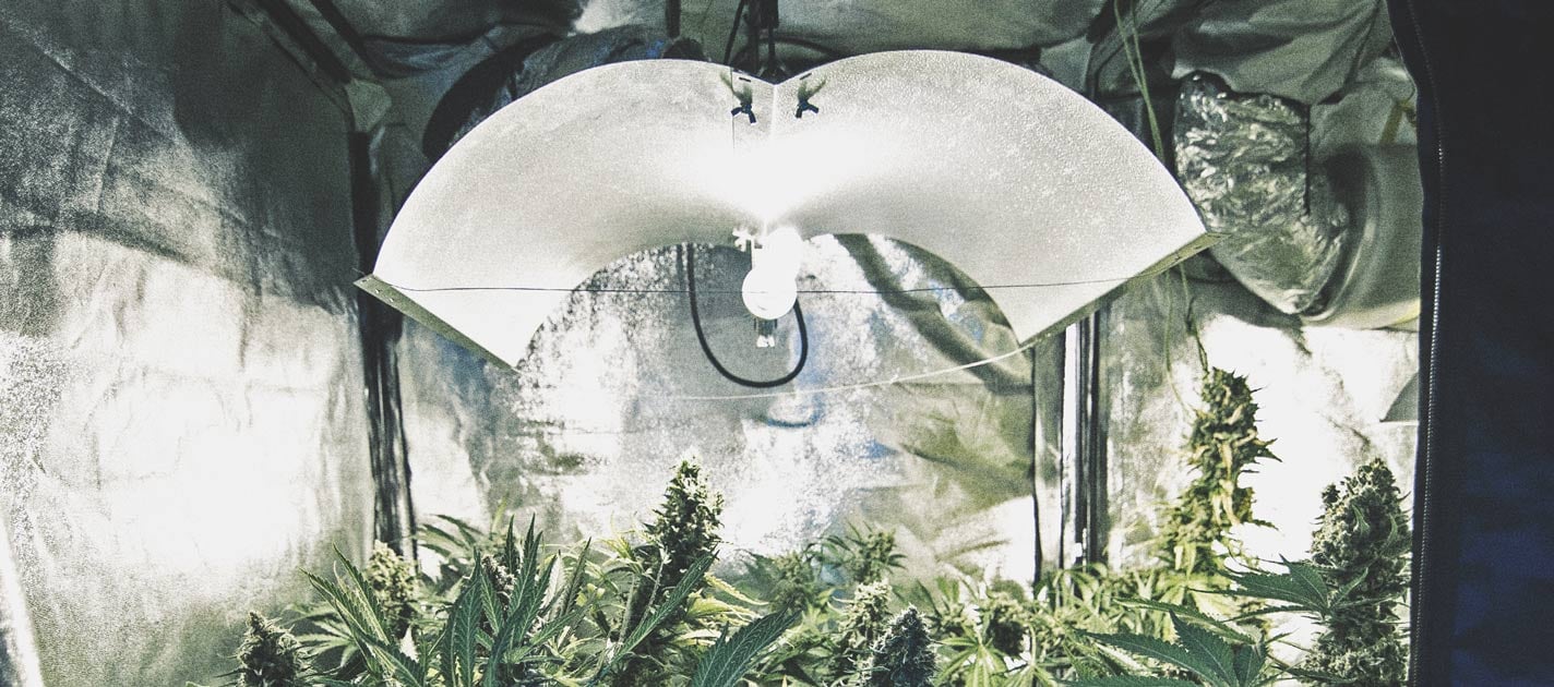 Wie man seinen Cannabisanbau automatisieren kann Wie man seinen Cannabisanbau automatisieren kann
