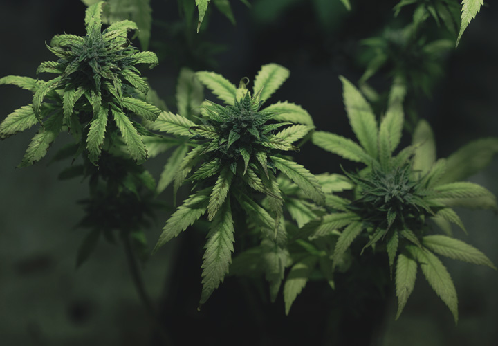 CANNABIS AILMENTS CANNABIS AILMENTS