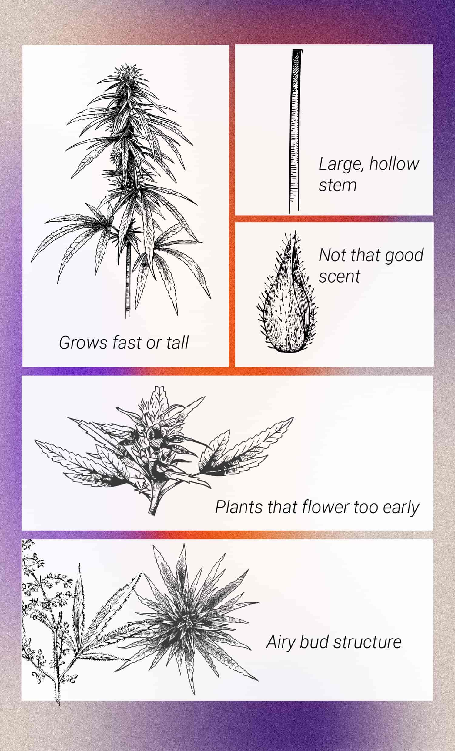 Die besten Möglichkeiten, um männliche Cannabispflanzen zu nutzen