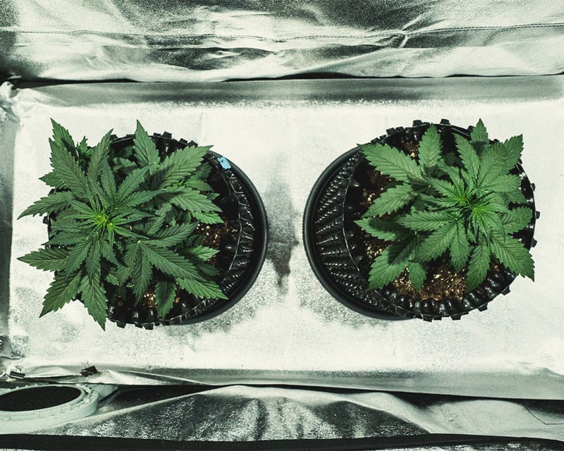 Do-Si-Dos Automatic Grow Report Do-Si-Dos Automatic Grow Report