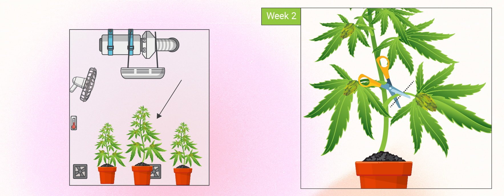 Monster Cropping Cannabis: eine Schritt-für-Schritt-Anleitung