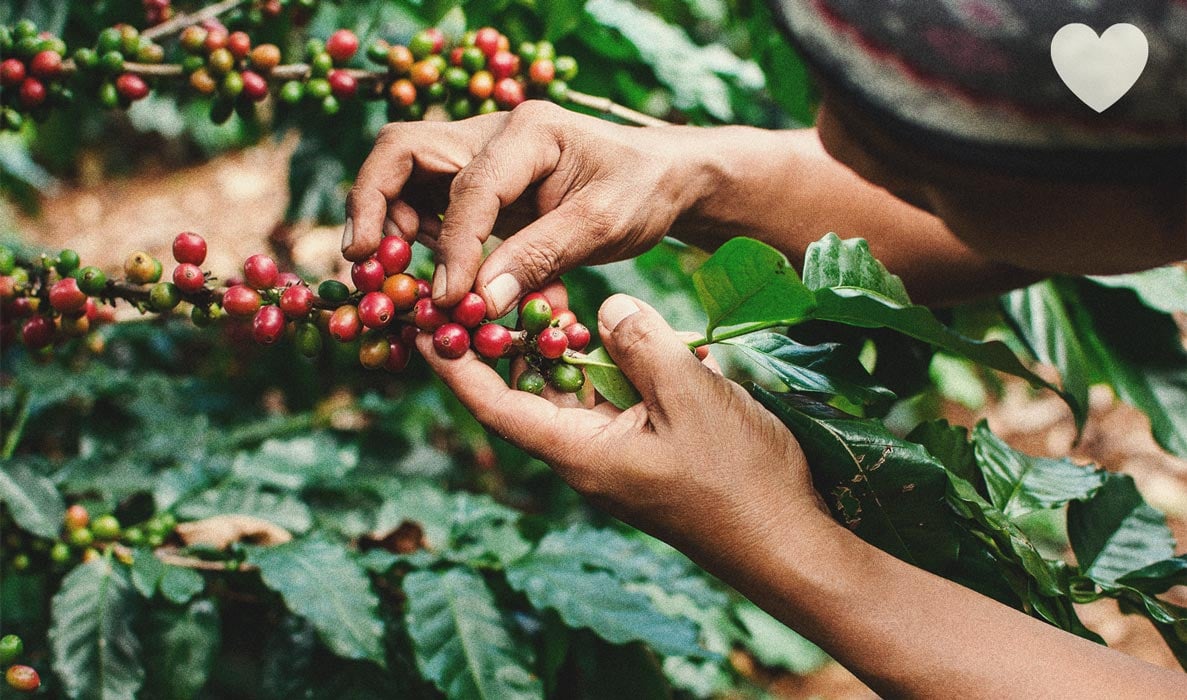 Wie man Kaffeesatz als rein natürlichen Biodünger einsetzt