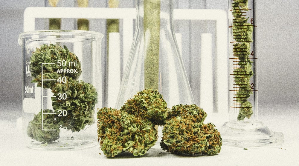 Die besten Möglichkeiten, um männliche Cannabispflanzen zu nutzen