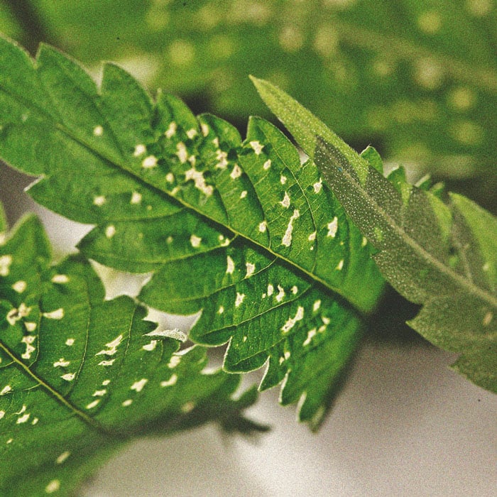 Die Vorteile des Anbaus von Minze in Deinem Cannabisgarten