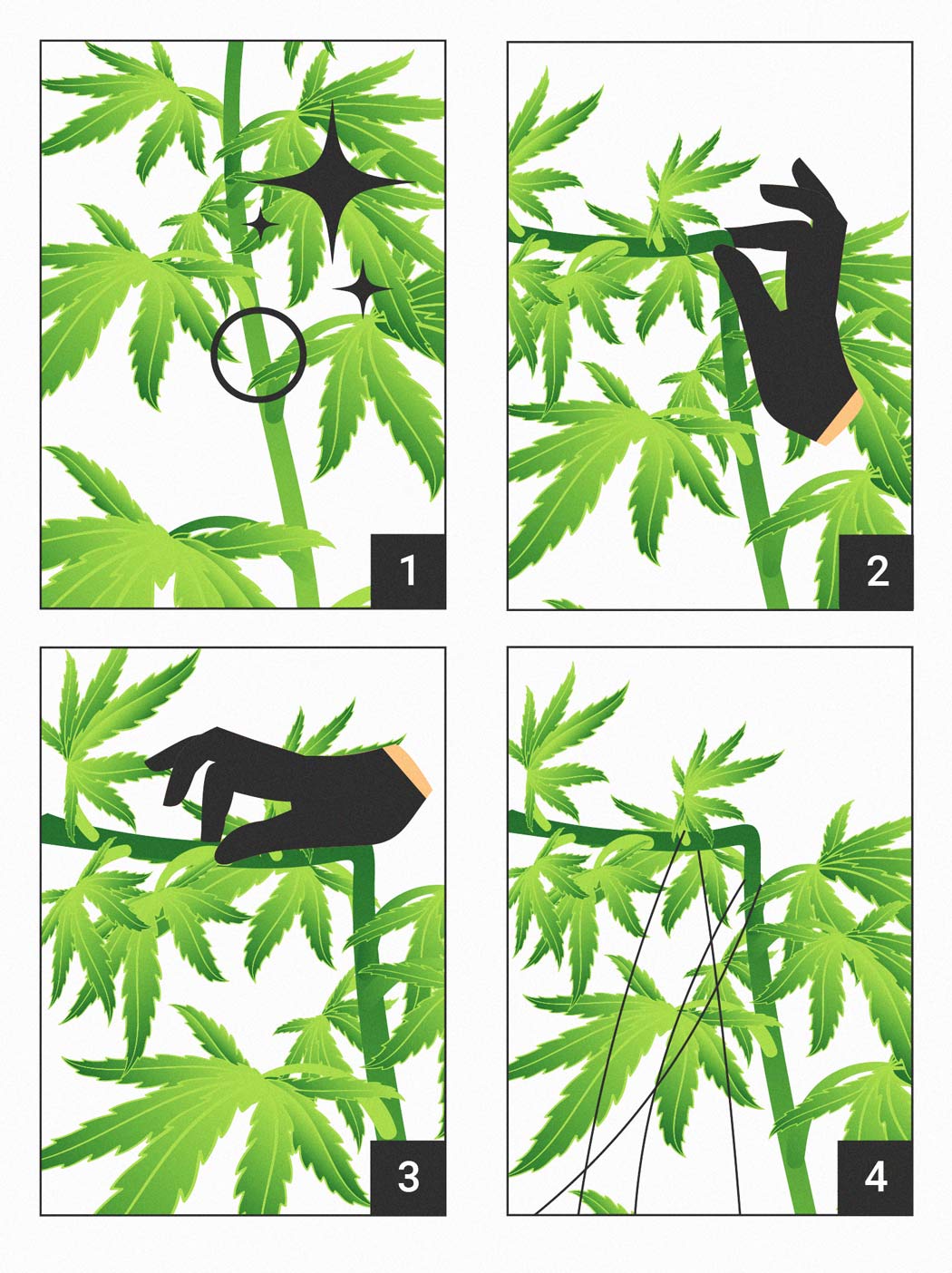 Cannabis-Supercropping: Wie, wann und warum?