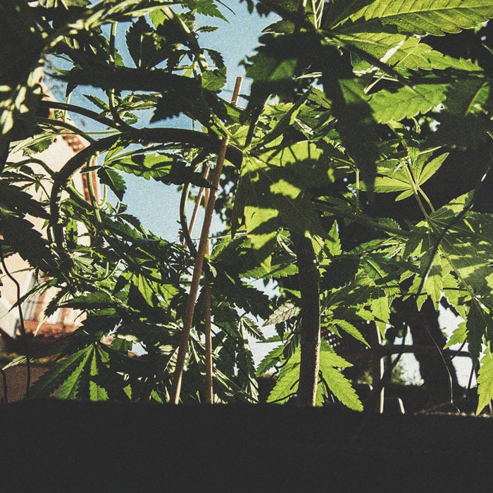 Wie Du mit Low Stress Training bei Cannabis einen höheren Ertrag erzielst Wie Du mit Low Stress Training bei Cannabis einen höheren Ertrag erzielst