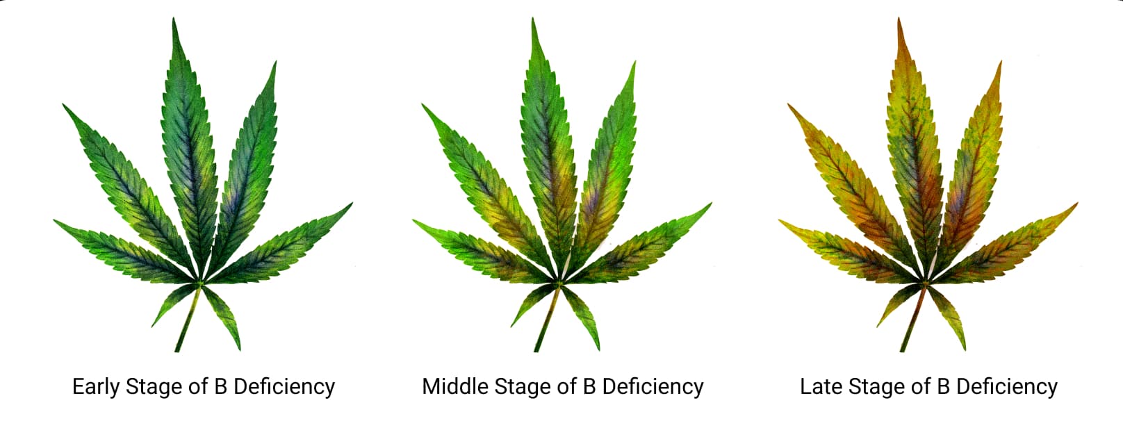 Stages Stages