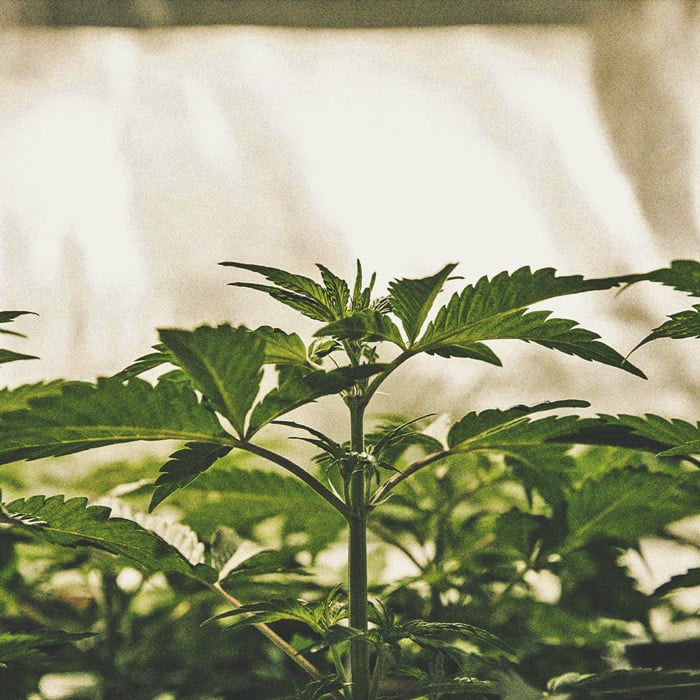 Ein Genauerer Blick Auf Den Zeitlichen Ablauf Des Cannabisanbaus Ein Genauerer Blick Auf Den Zeitlichen Ablauf Des Cannabisanbaus