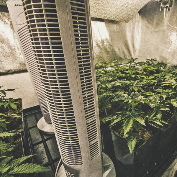 Wie man seinen Cannabisanbau automatisieren kann Wie man seinen Cannabisanbau automatisieren kann