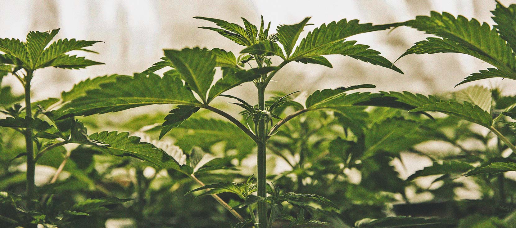 Ein Genauerer Blick Auf Den Zeitlichen Ablauf Des Cannabisanbaus Ein Genauerer Blick Auf Den Zeitlichen Ablauf Des Cannabisanbaus