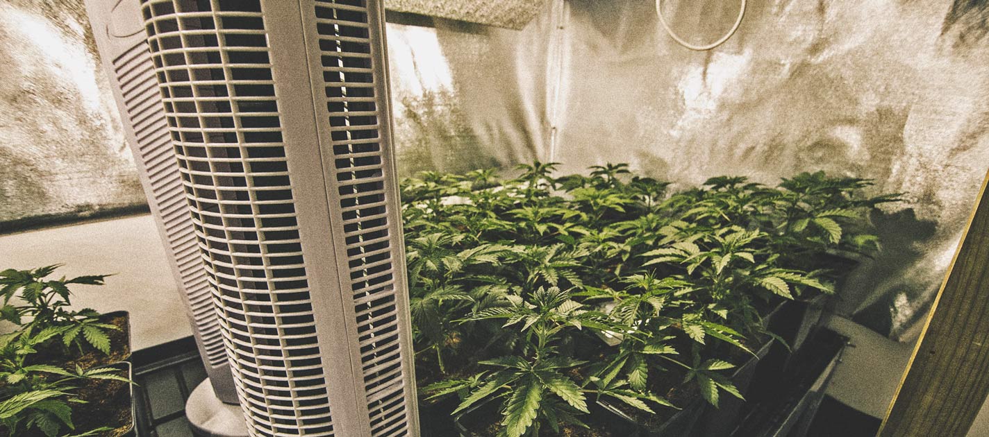Wie man seinen Cannabisanbau automatisieren kann Wie man seinen Cannabisanbau automatisieren kann