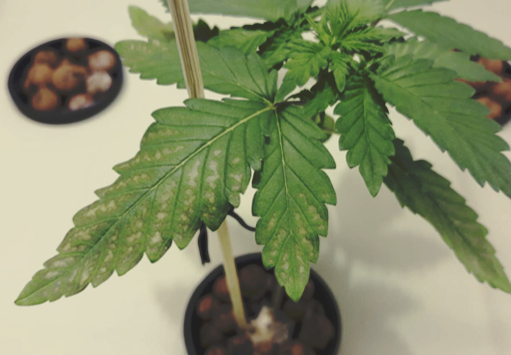 CANNABIS AILMENTS CANNABIS AILMENTS