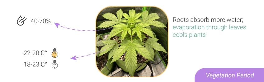 HUMIDITY LEVELS AND TEMPERATURES: FROM SEEDLING TO HARVEST