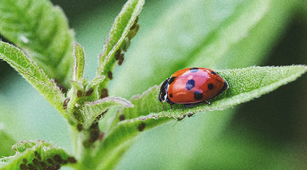 Alternativen für Pestizide beim Cannabisanbau