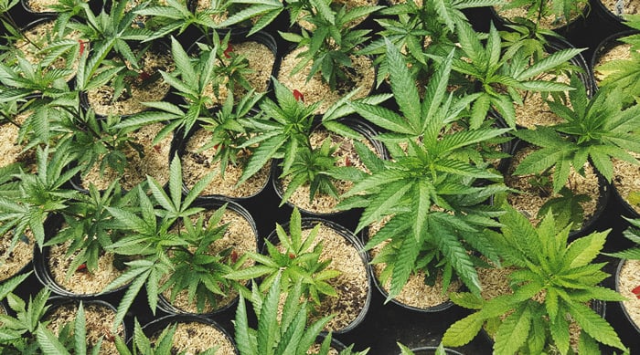 Die besten Möglichkeiten, um männliche Cannabispflanzen zu nutzen