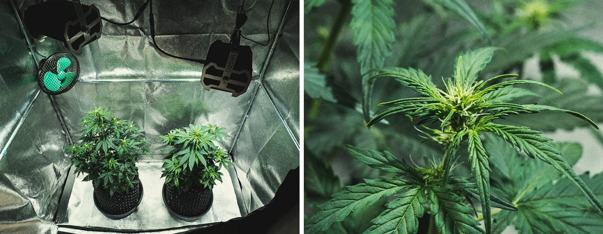 Do-Si-Dos Automatic Grow Report Do-Si-Dos Automatic Grow Report