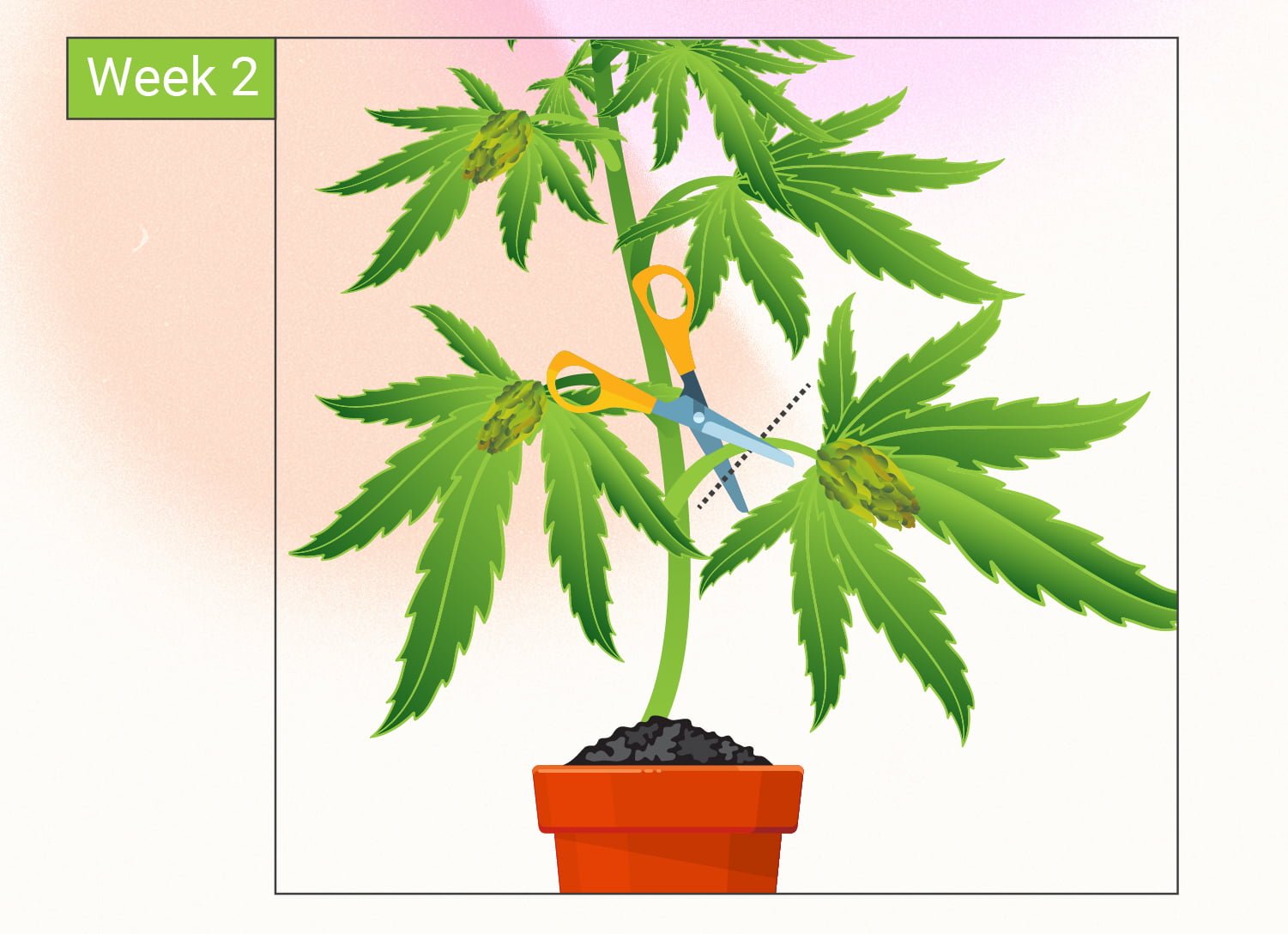 Monster Cropping Cannabis: eine Schritt-für-Schritt-Anleitung Monster Cropping Cannabis: eine Schritt-für-Schritt-Anleitung