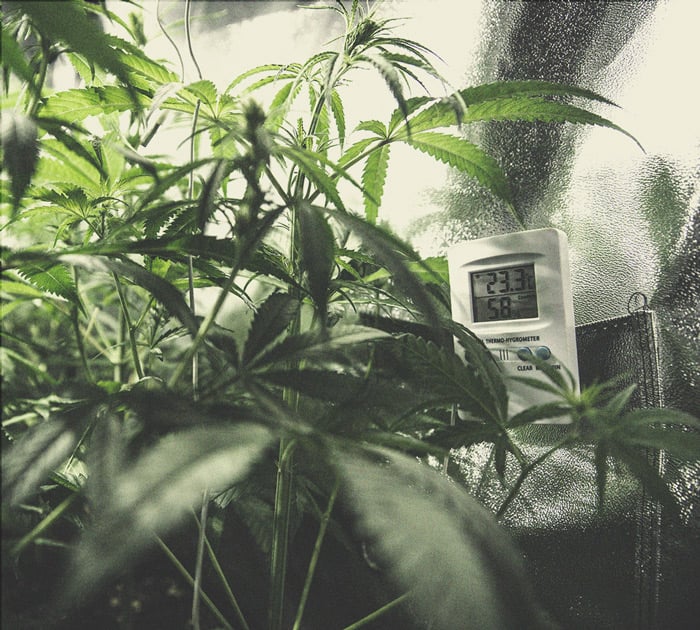 Wie man stärkeres Cannabis anbaut Wie man stärkeres Cannabis anbaut