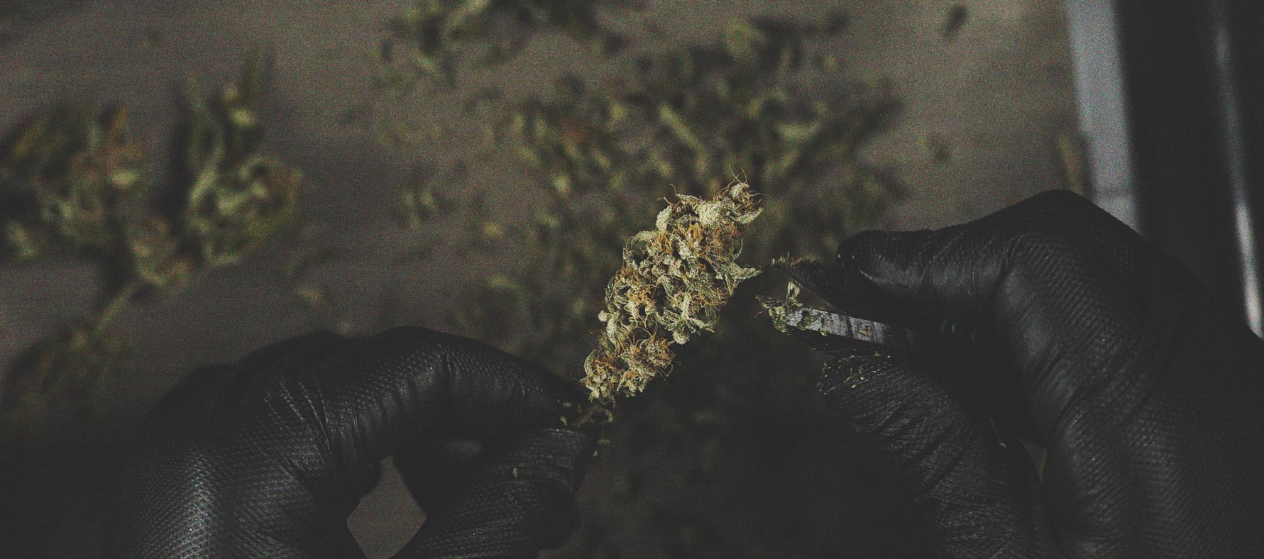 Wie Du Die Bildung Von Popcorn-Buds Auf Deinen Cannabispflanzen Vermeidest