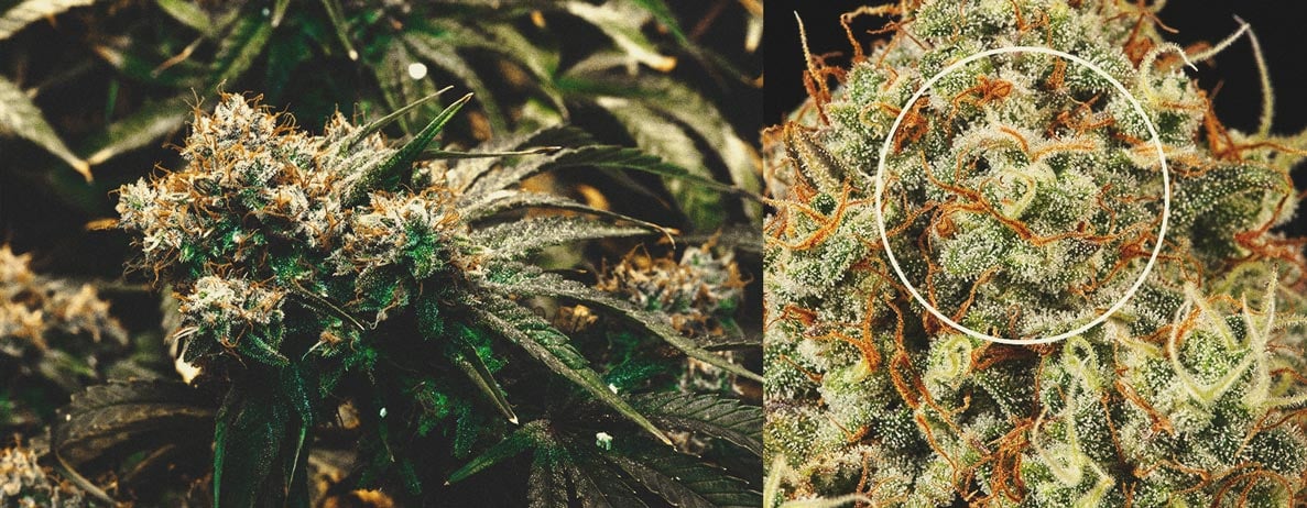 When is My Cannabis Plant Ready for Harvest When is My Cannabis Plant Ready for Harvest