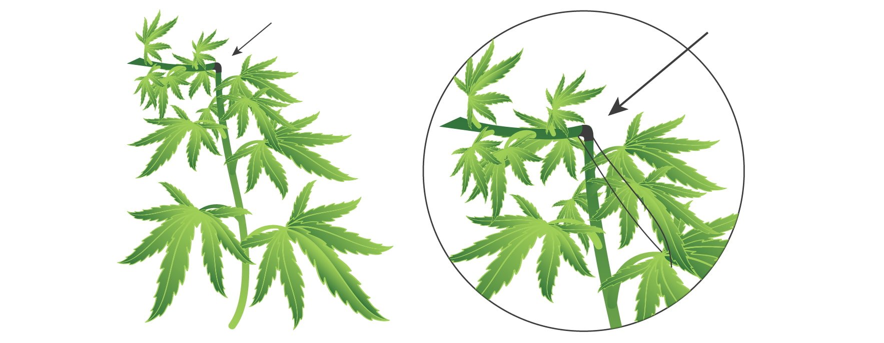 Cannabis-Supercropping: Wie, wann und warum?