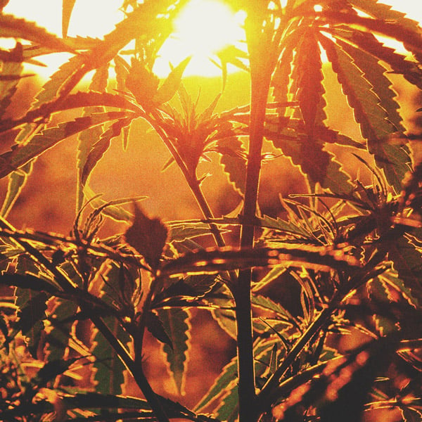 Was ist photoperiodisches Cannabis und wie baut man es im Freien an?