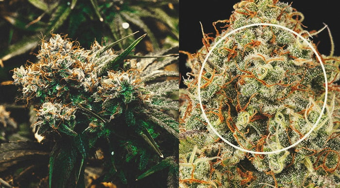 Kenne den richtigen Zeitpunkt für die Ernte Deiner Cannabispflanzen