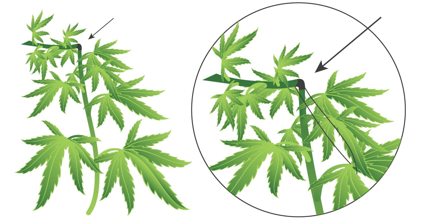 Cannabis-Supercropping: Wie, wann und warum?