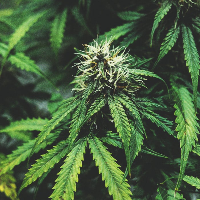 Ein Genauerer Blick Auf Den Zeitlichen Ablauf Des Cannabisanbaus Ein Genauerer Blick Auf Den Zeitlichen Ablauf Des Cannabisanbaus