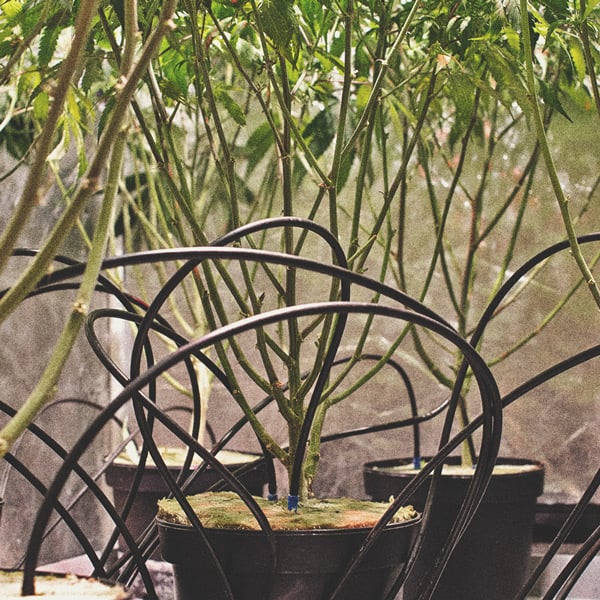 Wie man seinen Cannabisanbau automatisieren kann Wie man seinen Cannabisanbau automatisieren kann