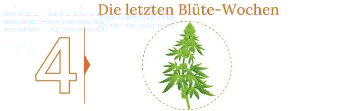 Cannabis Ernte