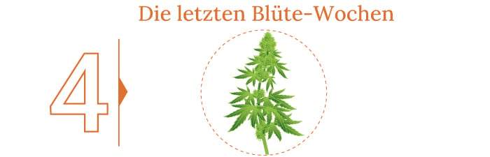 Cannabis Ernte