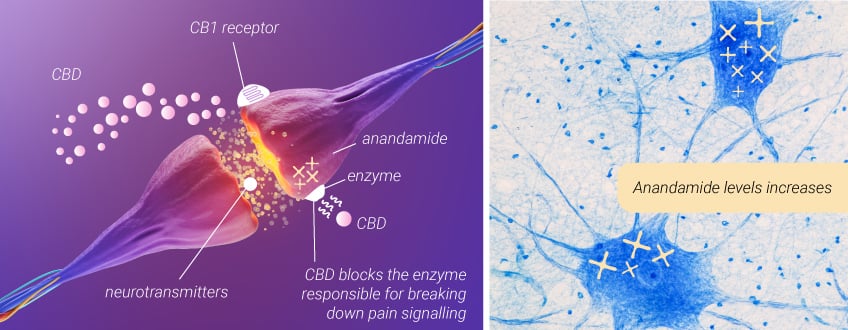 Marihuana gegen Rückenschmerzen: CBD