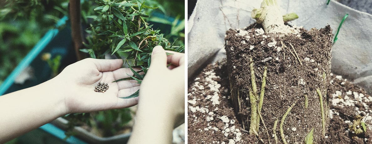 Die besten Möglichkeiten, um männliche Cannabispflanzen zu nutzen