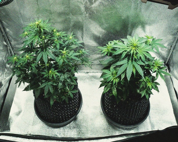 Do-Si-Dos Automatic Grow Report Do-Si-Dos Automatic Grow Report