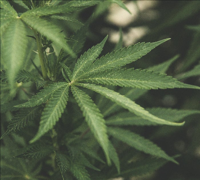 Wie man stärkeres Cannabis anbaut Wie man stärkeres Cannabis anbaut